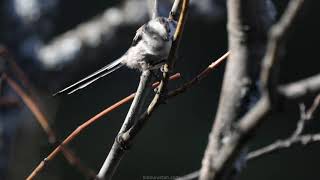 mésange à longue queue  Longtailed tit [upl. by Kennedy]