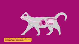 Elura™ capromorelin oral solution Mechanism of Action [upl. by Eceela]