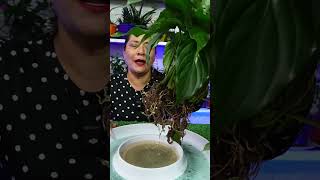 Aprende este truco para tener plantas en agua perfectas siempre plantas jardin [upl. by Sivaj]