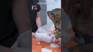 How to apply a leg bandage on a dog veterinary clinicalskills vetacademy shorts vet [upl. by Helms]