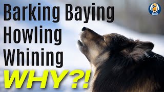 Barking Dogs Understanding Canine Vocalization To Prevent Nuisance Barking 238 podcast [upl. by Yzeerb]