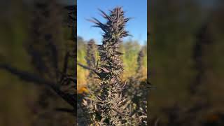 Green Apple Candy  Atlas Seed Feminized f1 Hybrid Cannabis Cultivars  October 20th 23 [upl. by Ursula]