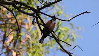 Eastern Spinebill 09012023 [upl. by Boak424]