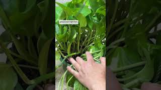 How to Properly Prune a Pothos 🪴✂️ [upl. by Miguelita]