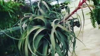 Tillandsia xerographica [upl. by Maddox]