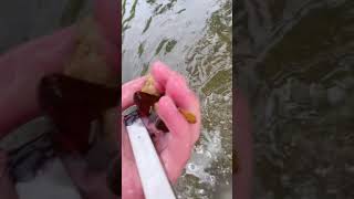 Finding Rare Vape In Water [upl. by Enifesoj424]