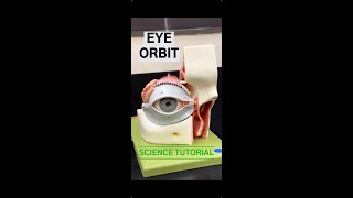 Eye Orbit Model [upl. by Gyasi]