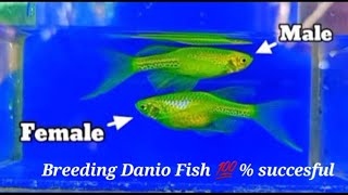 Danio Fish Breeding and Gendering in a Simpliest Way [upl. by Selima469]