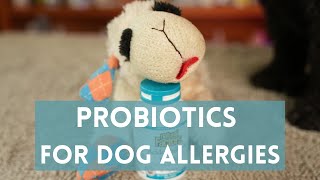 Probiotics to Stop Itching in Dog Allergies [upl. by Eedolem]