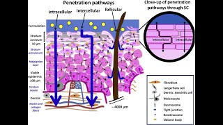 LEC 2 Components of epidermis amp dermis of human skin  Routes of penetration of drugs شرح بالعربي [upl. by Leahcym]