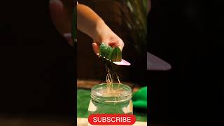 Grow like a pro germination plants farming leaf grow [upl. by Seidule894]