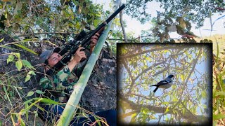 Shooting bird with air gun hunting amazing birds [upl. by Kcirddec]