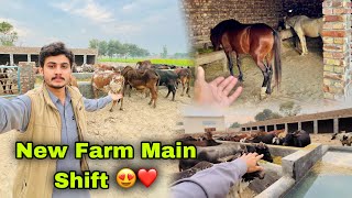 New Farm House Main Horse Or Janwar Shift Kar Diye 😍❤  Dera Complete [upl. by Niarda808]