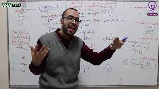 الغدة الكظرية 5  سبيل اصطناع هرمونات قشر الكظر Adrenal hormones pathway synthesis [upl. by Nolat577]