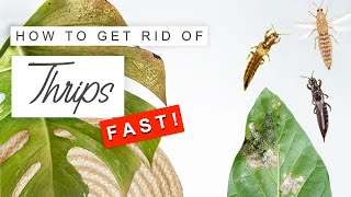 Get Rid Of Thrips FAST 🌿 How To Treat  Prevent Thrips On Plants ❌ [upl. by Eelatsyrc]