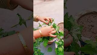 Grow chrysanthemum very easily from cuttings How to grow guldaudi from cutting shorts viral [upl. by Haney96]