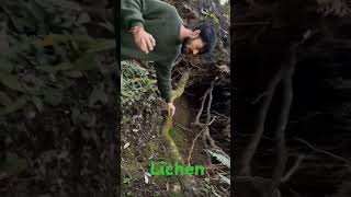 Lichen biology ytshorts shortvideo biofactslichen [upl. by Peters]