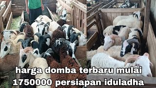 harga domba terbaru jantan bakalan super Petet dogar mulai 1750000 [upl. by Teodora888]