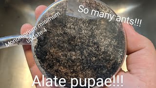 Monomorium minimum update 4 Alate brood and even more growth [upl. by Yraccaz]