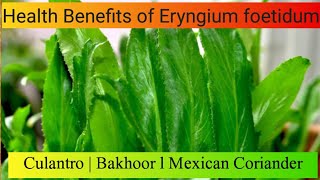 Amazing Health Benefits of Eryngium foetidum  Culantro Bakhoor  Mexican Coriander [upl. by Aicsile]