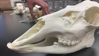 Comparison of Mammal Dentitions [upl. by Arbas]