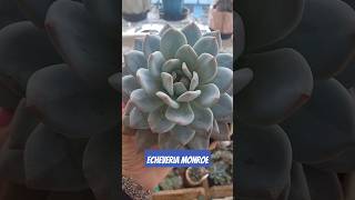 Echeveria monroe echeveriamonroe succulents suculentasbr suculentasraras suculentapruinosa [upl. by Julina]