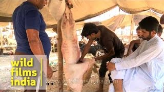 Peeling off goats skin on Bakra Eid  Delhi [upl. by Venus311]