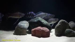 Cyphotilapia gibberosa blue zaire Kapampa amp haplotaxodon microlepis wild [upl. by Ursi338]