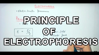 Principle of Electrophoresis [upl. by Aivital107]