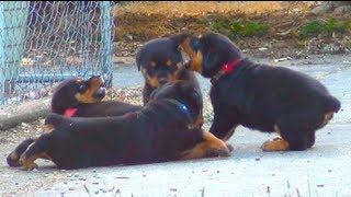 Cute Rottweiler Puppies Playing Together [upl. by Yasmeen160]