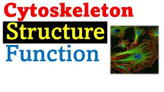 Cytoskeleton structure and function [upl. by Ranite215]