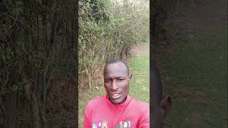 Gimoro chando chunya by evans otieno [upl. by Wyly605]