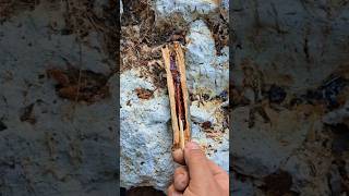 Survival Skills Amazing Match That Never Goes Out with Pine Resin survival camping skills [upl. by Ethbin]