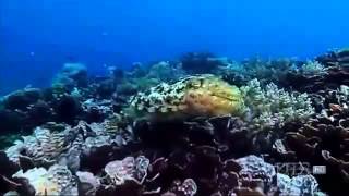 THE CUTTLEFISH Kings of Camouflage documentary english Part 1 [upl. by Aitsirk]