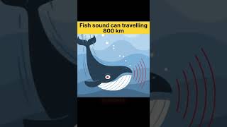 Fish sound  whale fish sound fish whale sound [upl. by Lenaj]