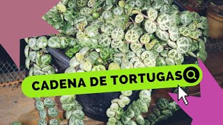 Secreto para reproducir Peperomia Prostrata o cadena de tortugas con Éxito 🤫 [upl. by Auqenwahs]