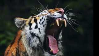 Tigre rugido  Tigers roar sound  high quality  the best [upl. by Ela346]