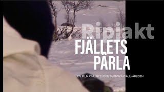 Ripjakt  Fjällets Pärla [upl. by Nodababus]