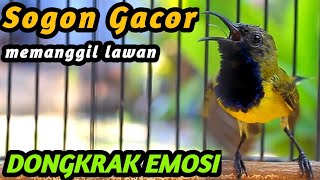 SOGON GACOR PENAIK EMOSI SOGON TROTOL JANTAN METALIK JADI CEPAT GACOR DOR NEMBAK PANJANG NGKLEPER [upl. by Yaras689]