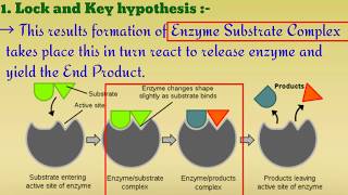 Mode of Enzyme actionLock and key hypothesisInduced fit hypothesisIn detail Hindi amp English 🤗 [upl. by Eimat]