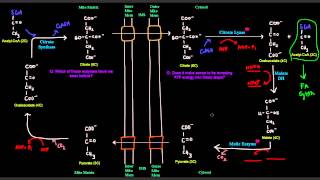 Fatty Acid Synthesis Part 2 of 12  Transport of Acetyl CoA From Mitochondria to Cytosol [upl. by Furnary242]