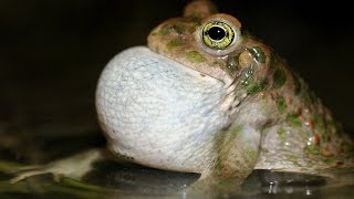 Il canto dello smeraldino Rospo smeraldino Bufo viridis [upl. by Atiekal]