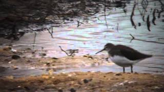 Common and Green Sandpiper  a comparison [upl. by Landan]