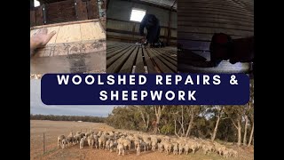 Woolshed Repairs amp Sheep Work [upl. by Nairam]