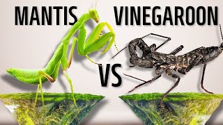 Revenge Unleashed Mantis vs Vinegaroon [upl. by Oirevas]