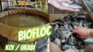 Biofloc fish farming in Manipur Fish  UkabiKoiAnabas  Climbing Perch faaba biofloc fishing [upl. by Donal]