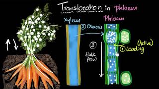 IB Biology Topics 91 amp 92 HL Transport in the Xylem and Phloem of Plants [upl. by Retha]