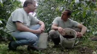 Dirty Jobs coffee Grower Using Organic Farming [upl. by Cristal]