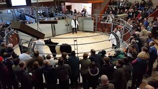 Belted Galloway and White Galloway Show amp Sale 6 [upl. by Samid]