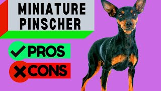 Miniature Pinscher Pros and Cons  Including Min Pin Barking Problems  Should you get One [upl. by Ximena]